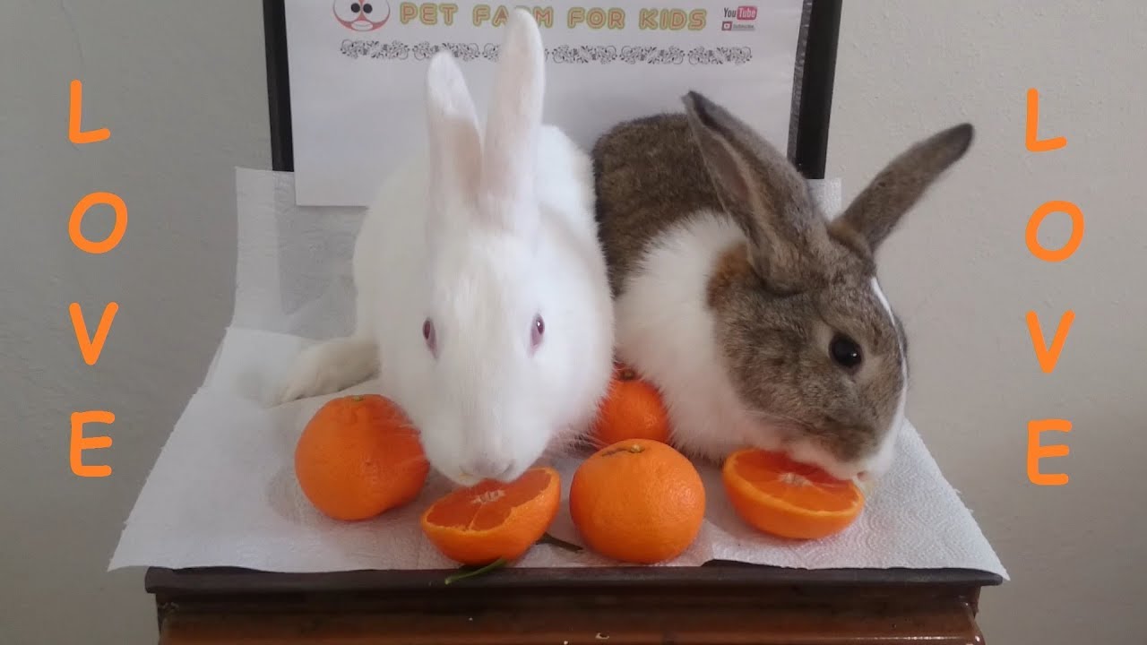 can rabbits eat tangerines