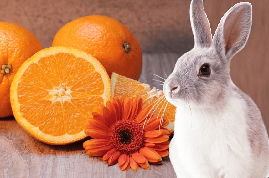 can rabbits eat tangerines