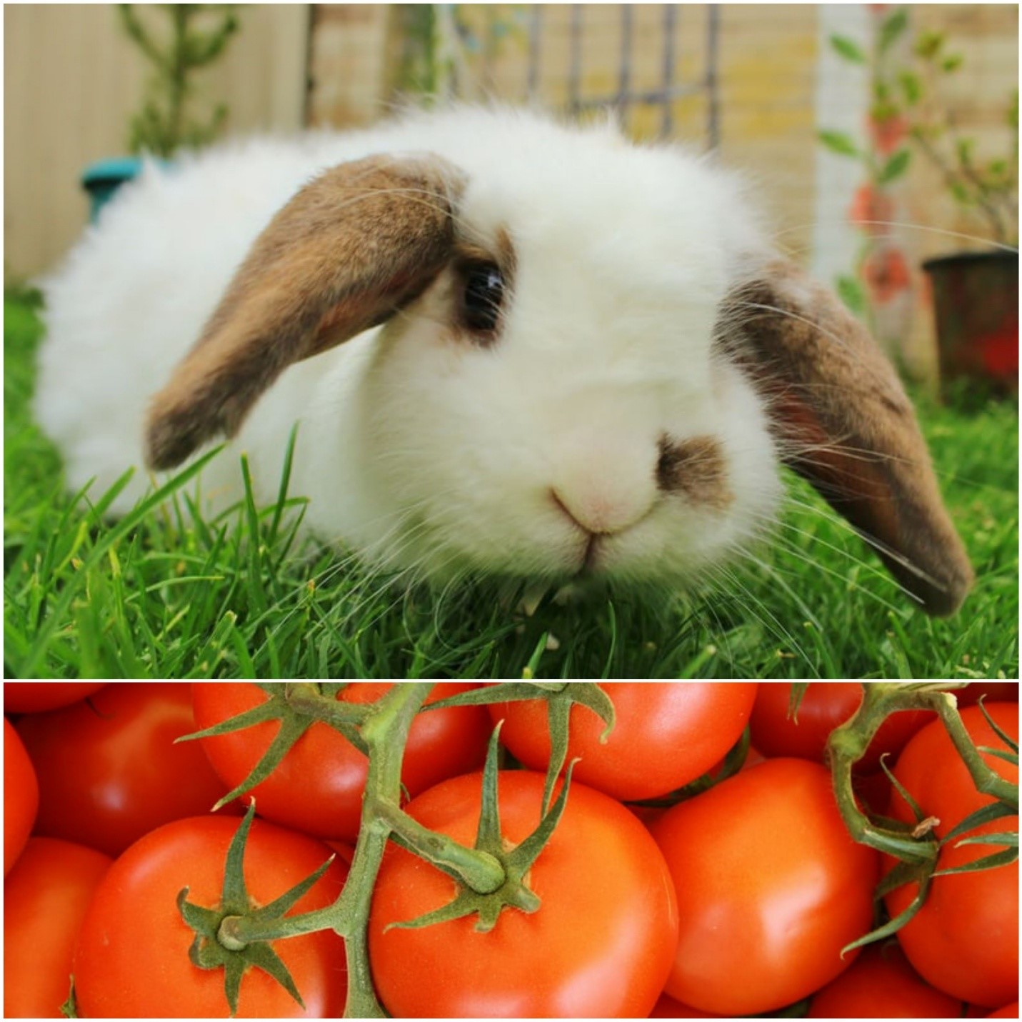 can rabbits eat tomato leaves