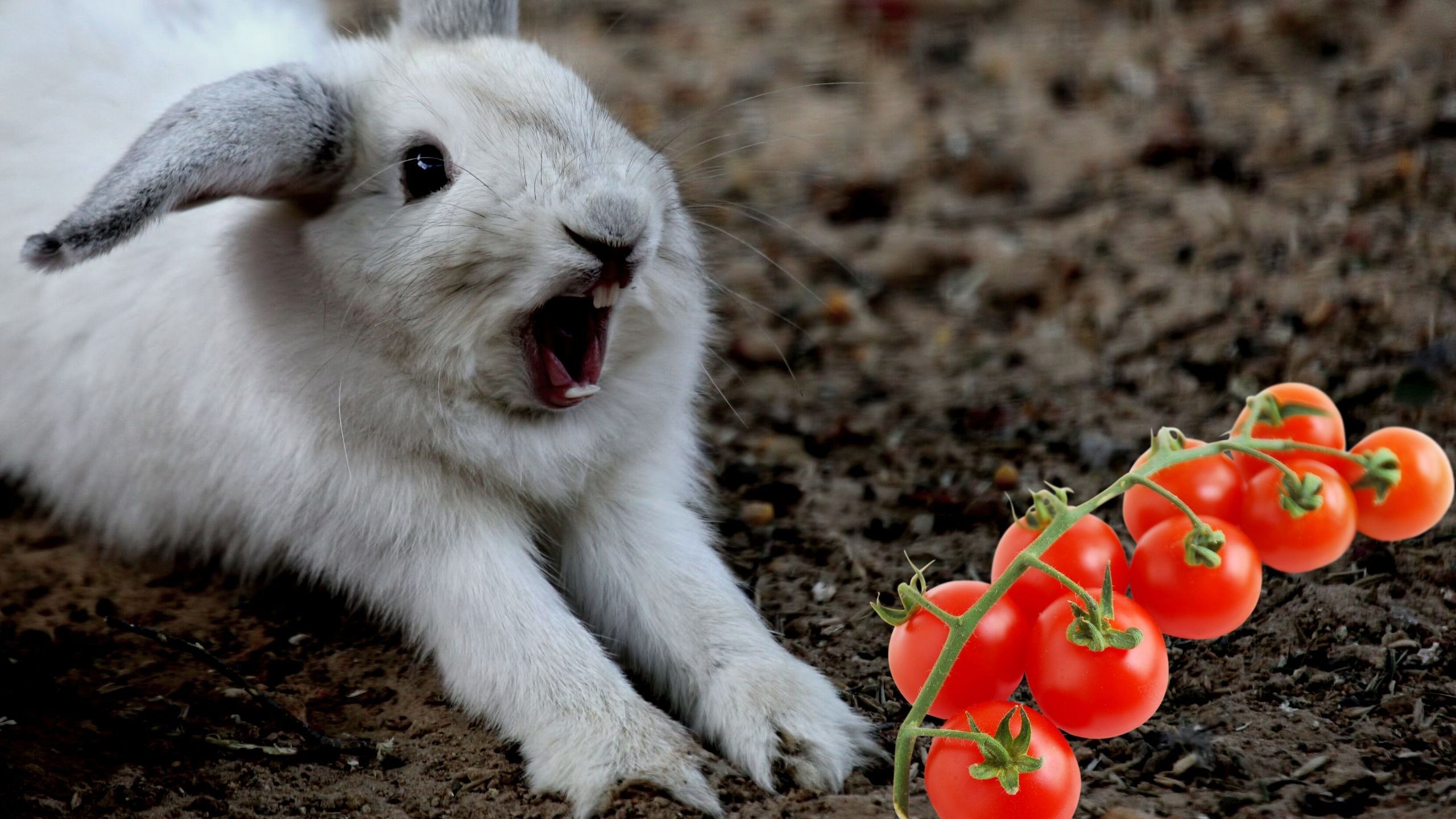can rabbits eat tomato