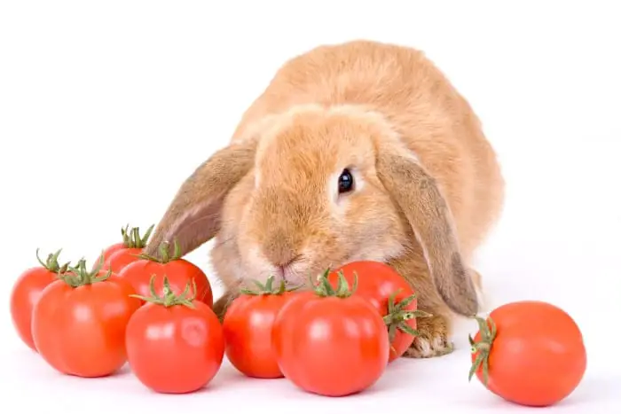 can rabbits eat tomato