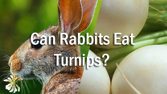 can rabbits eat turnip