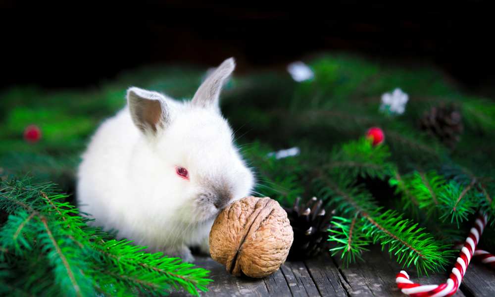 can rabbits eat walnuts