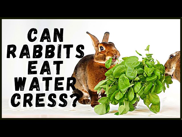 can rabbits eat watercress