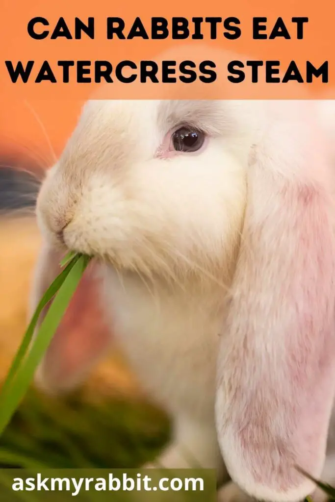can rabbits eat watercress