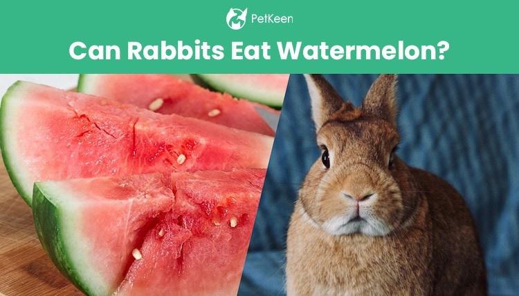 can rabbits eat watermelon rind