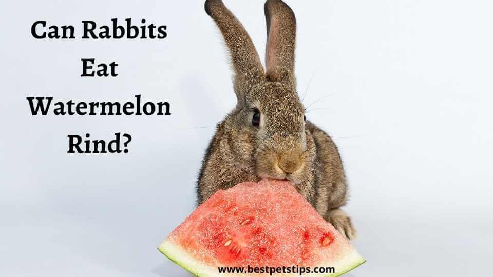 can rabbits eat watermelon rind