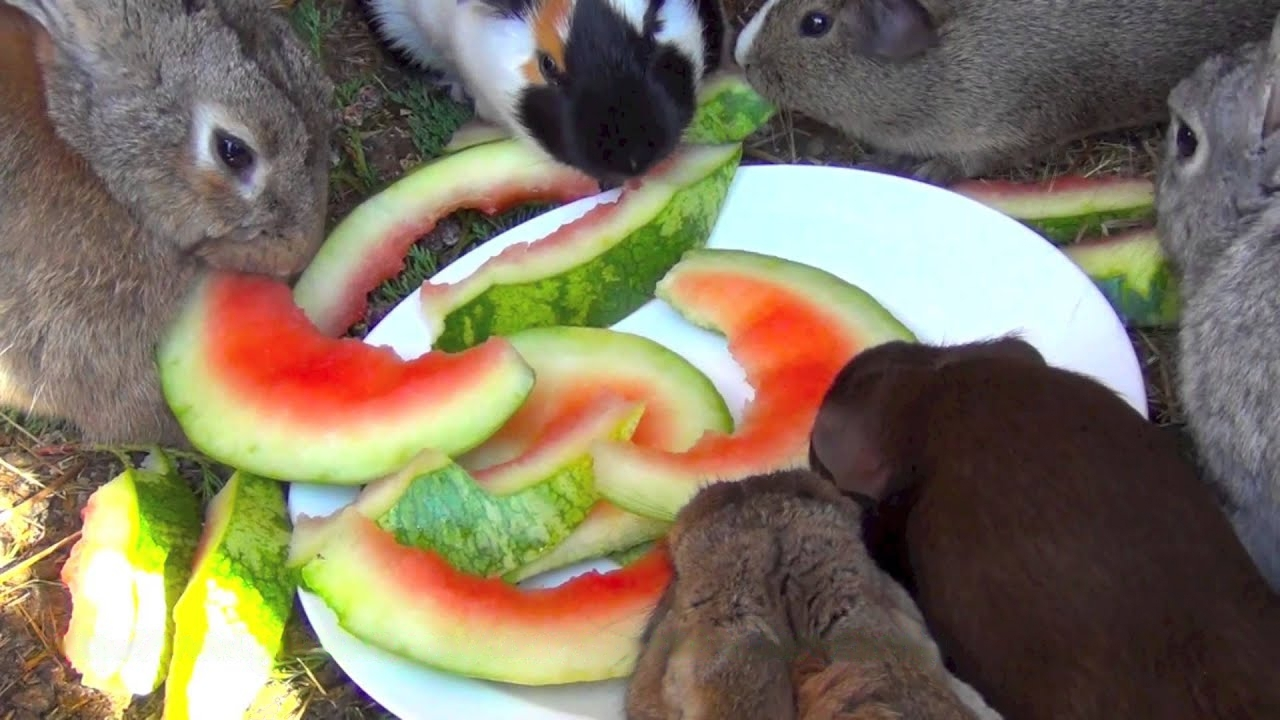 can rabbits eat watermelon rinds
