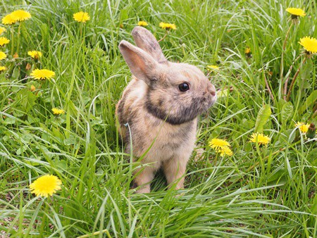 can rabbits eat weeds