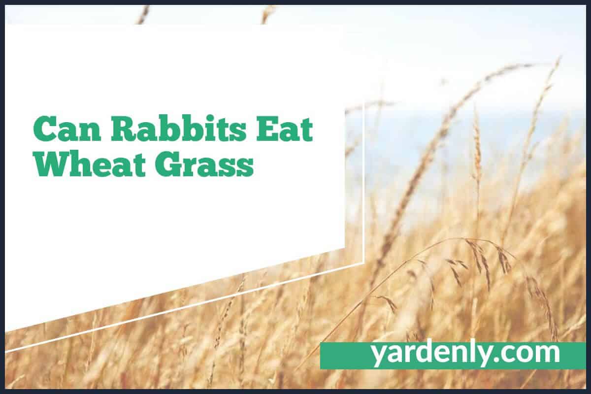 can rabbits eat wheat grass