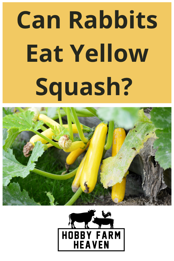 can rabbits eat yellow squash