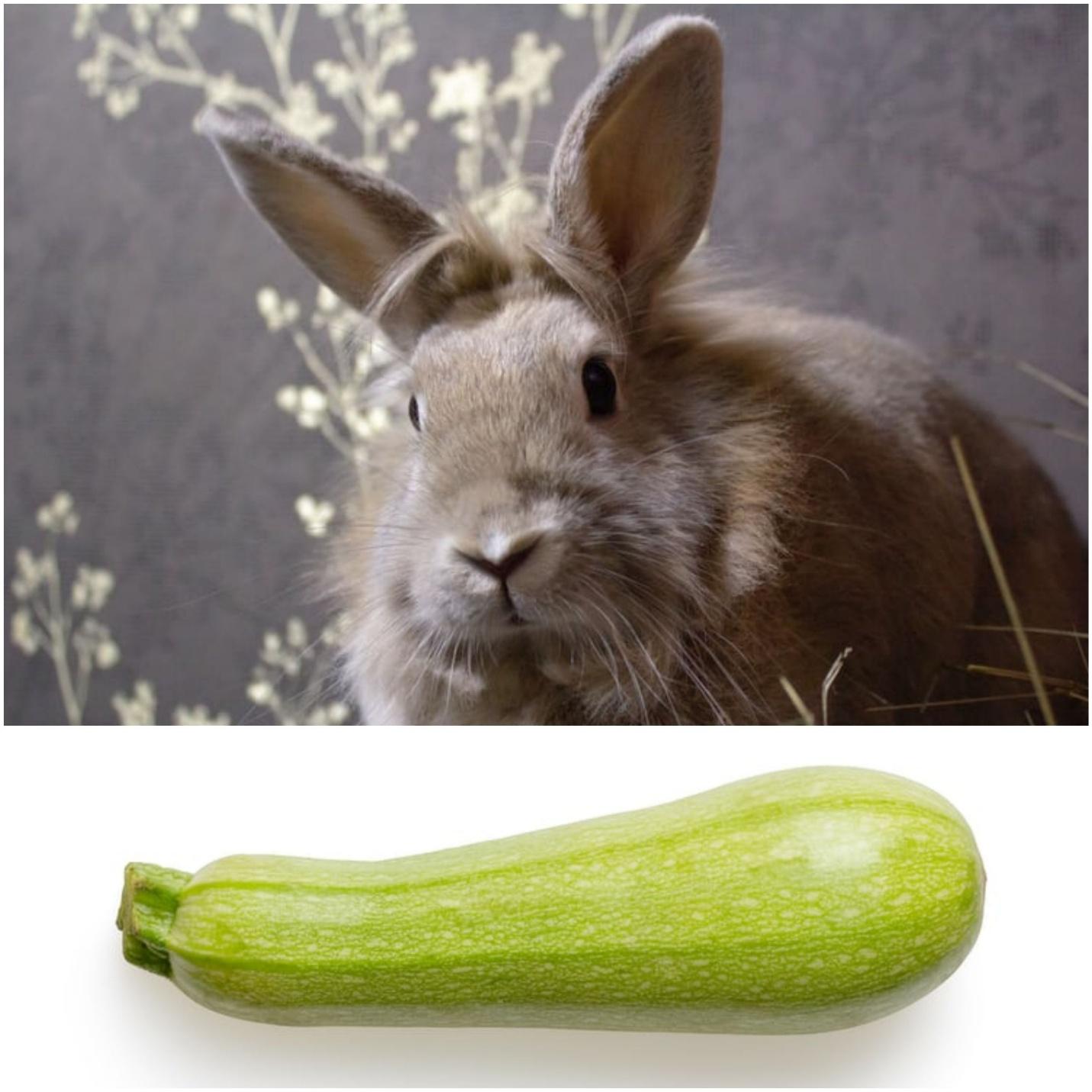 can rabbits eat zucchini