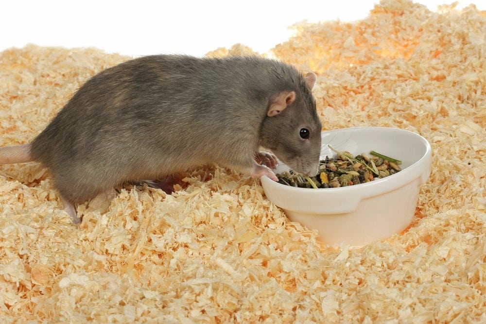 can rats eat hamster food