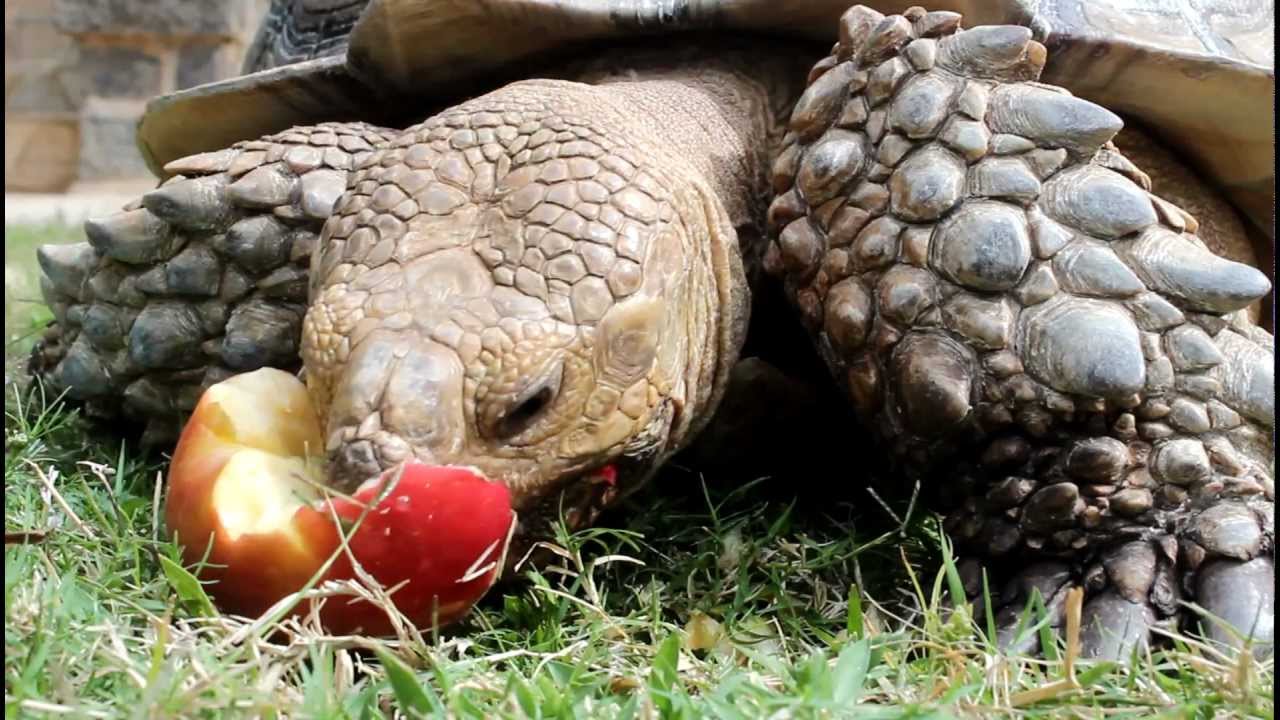 can turtles eat apples