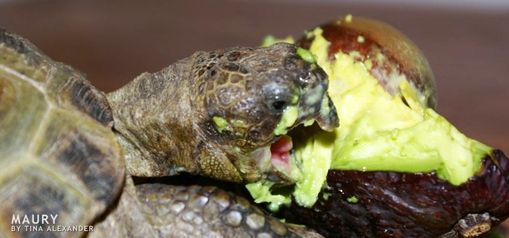 can turtles eat avocado