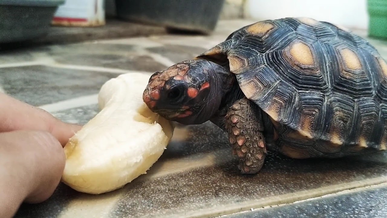 can turtles eat bananas