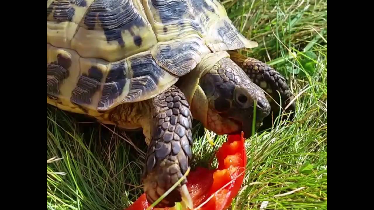 can turtles eat bell peppers
