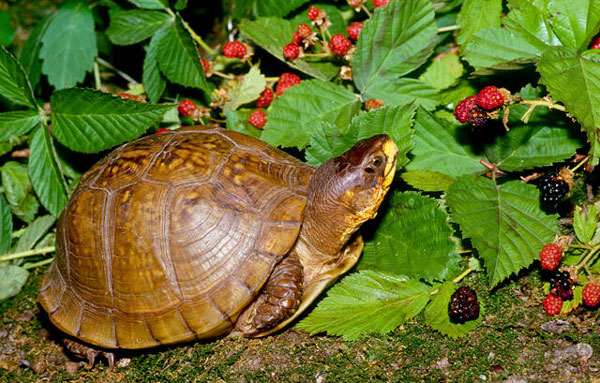 can turtles eat blackberries
