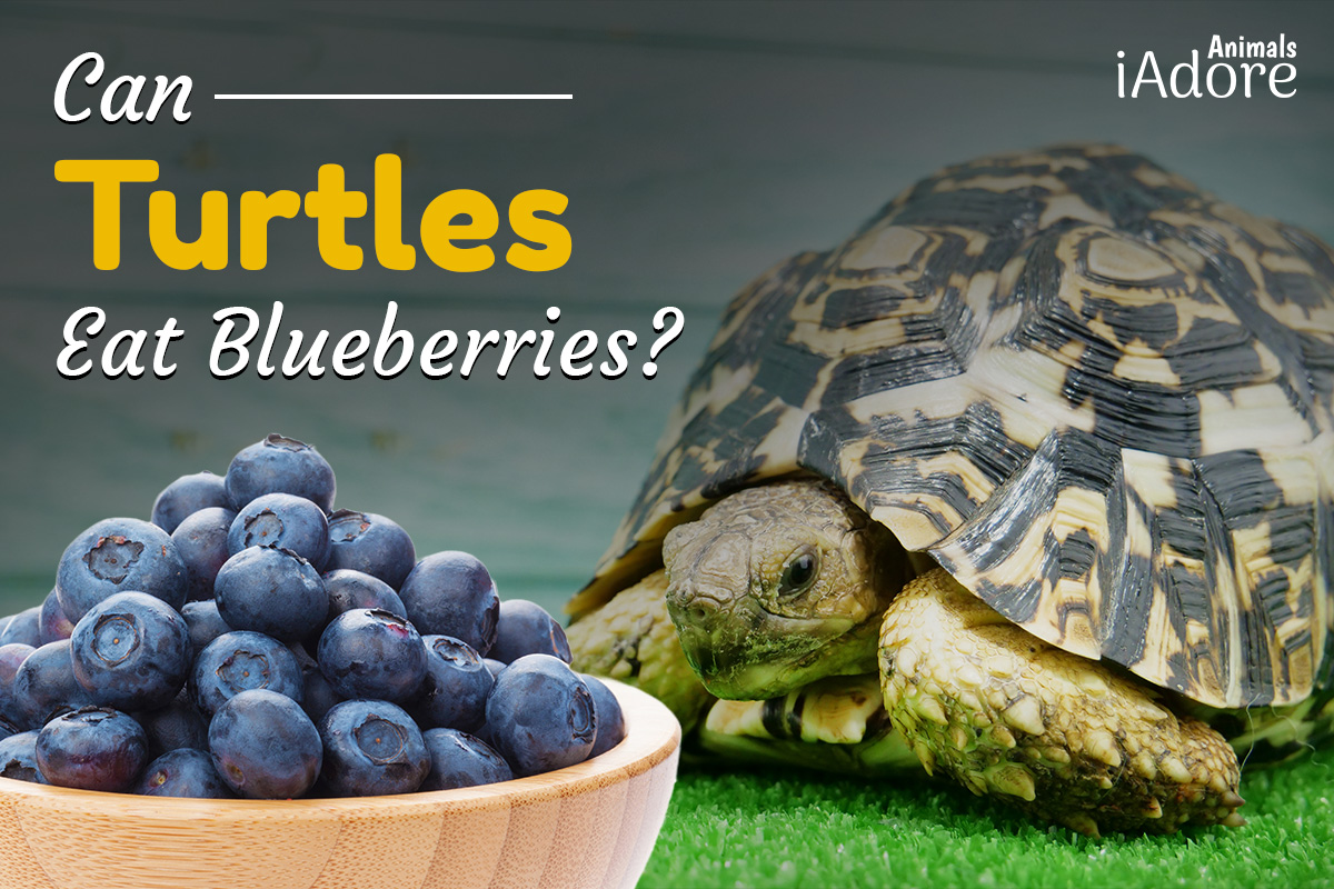 can turtles eat blueberries