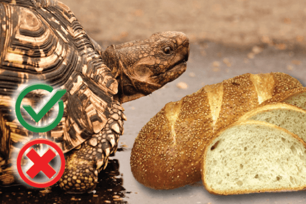 can turtles eat bread