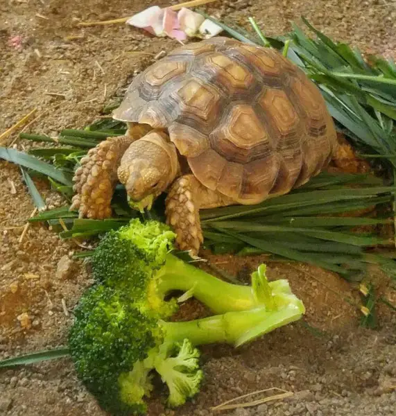 can turtles eat broccoli