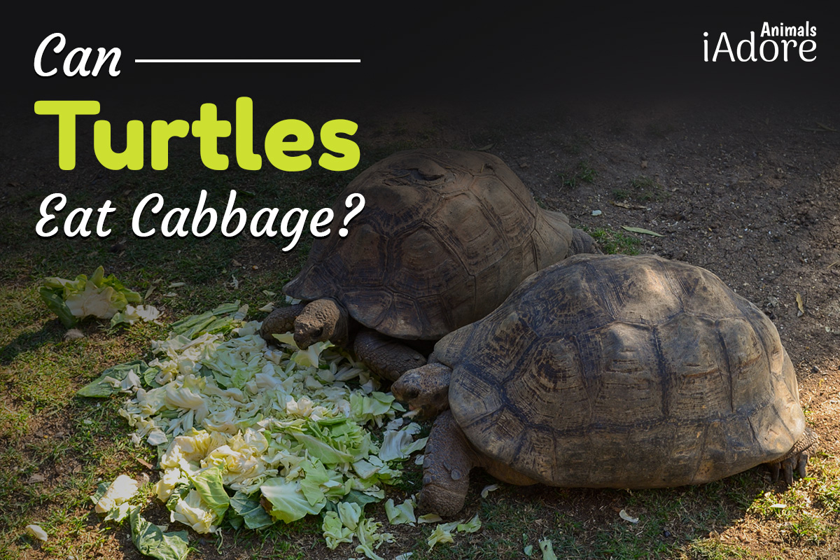 can turtles eat cabbage