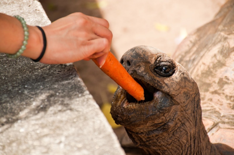 can turtles eat carrots