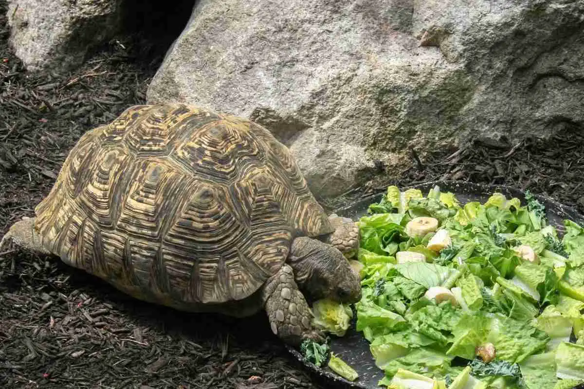 can turtles eat celery