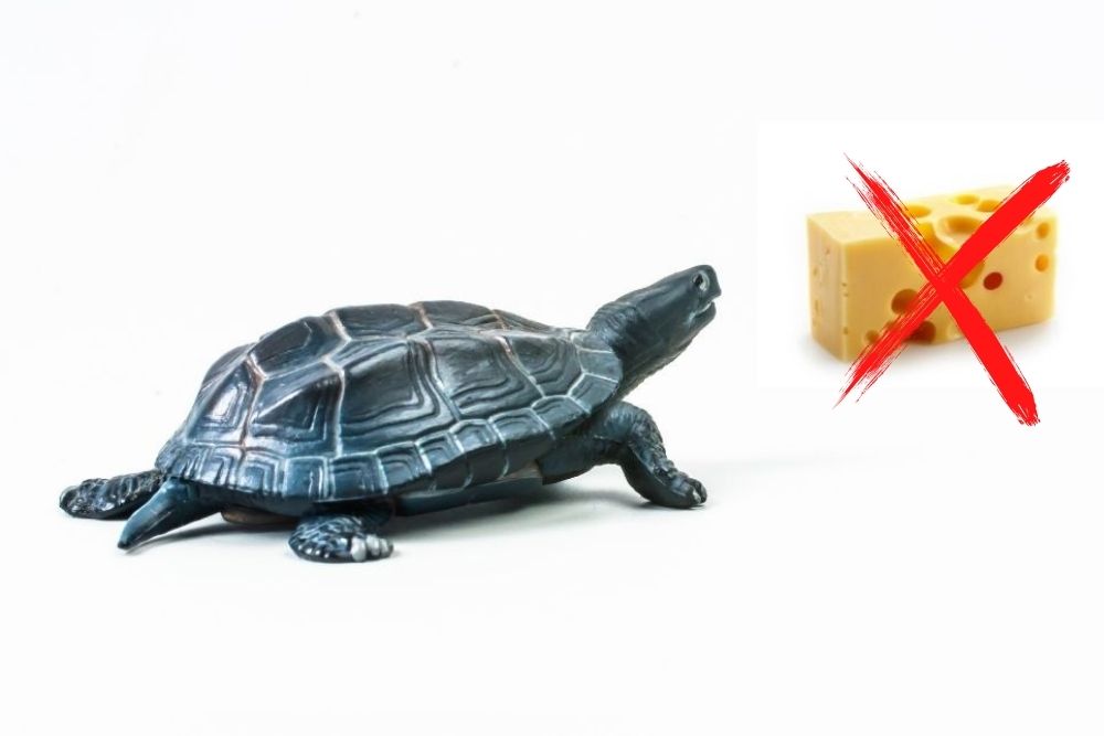 can turtles eat cheese