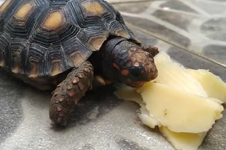can turtles eat cheese