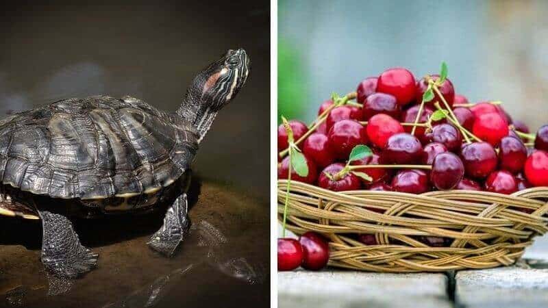 can turtles eat cherries