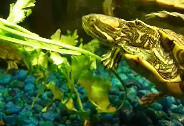 can turtles eat cilantro