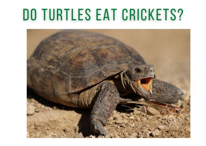 can turtles eat crickets