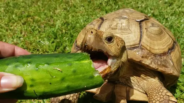 can turtles eat cucumber
