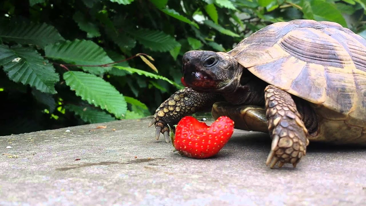 can turtles eat fruit