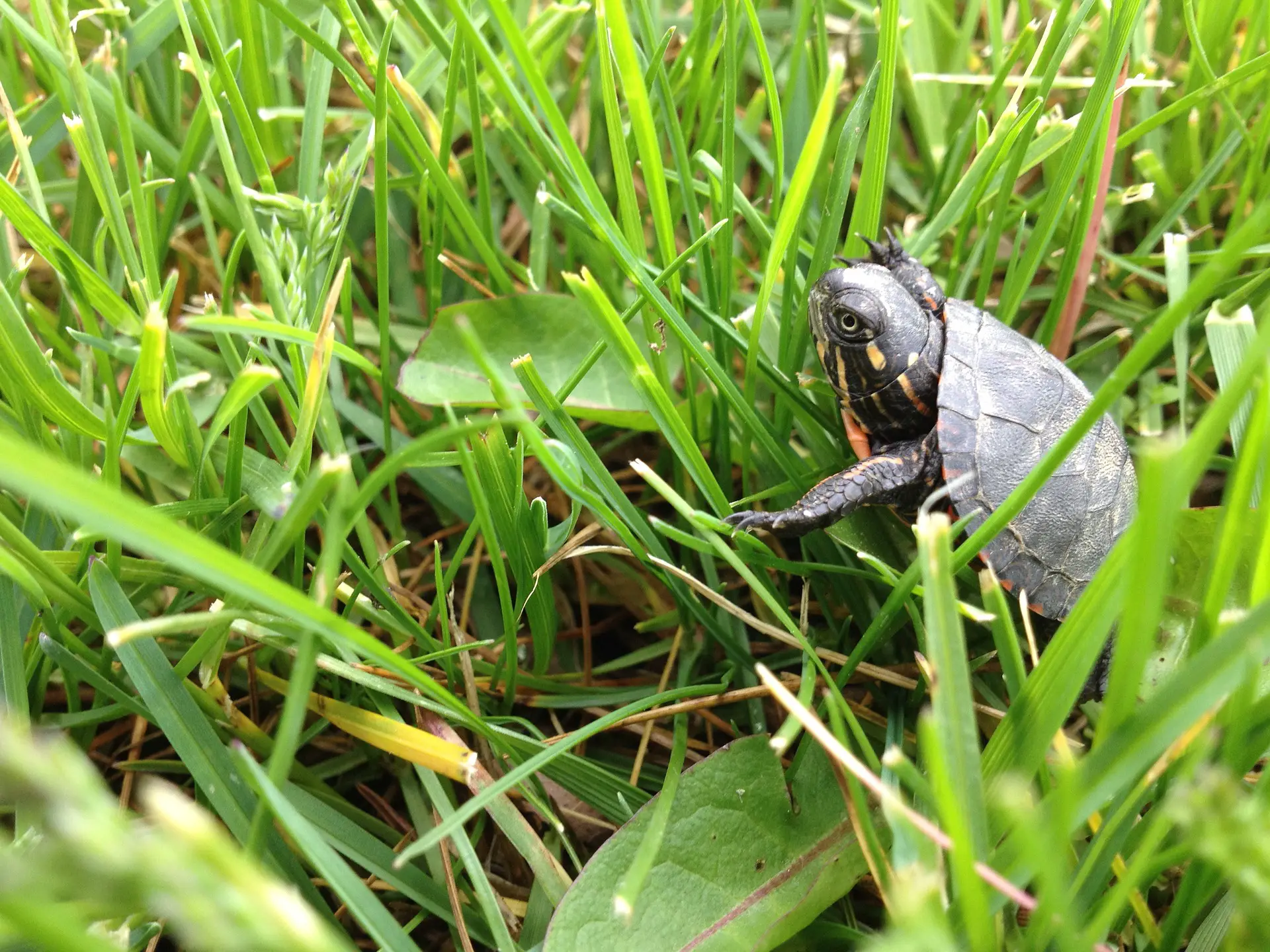 can turtles eat grass
