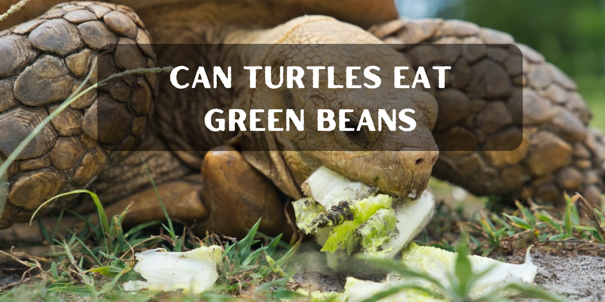 can turtles eat green beans