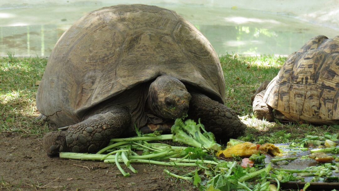 can turtles eat kale