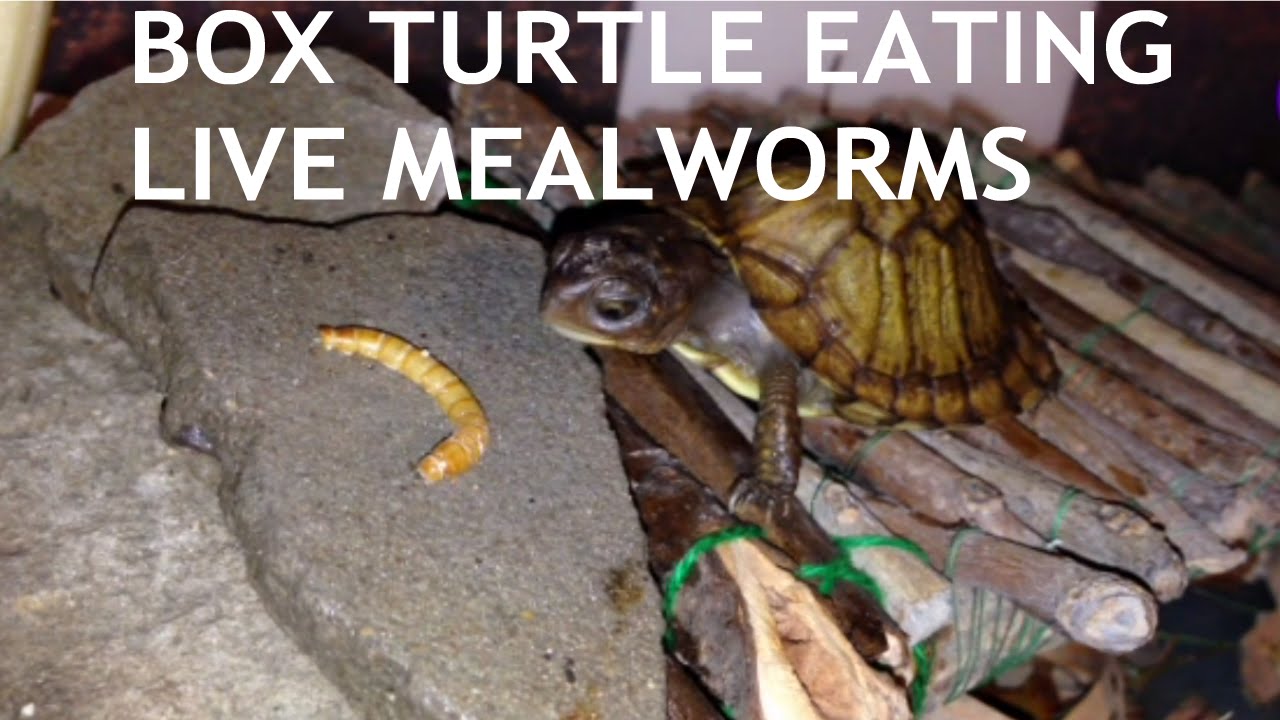 can turtles eat mealworms