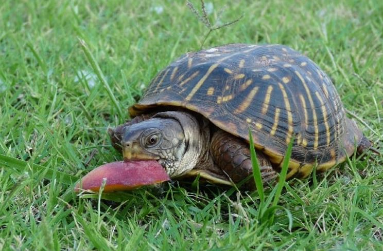 can turtles eat meat