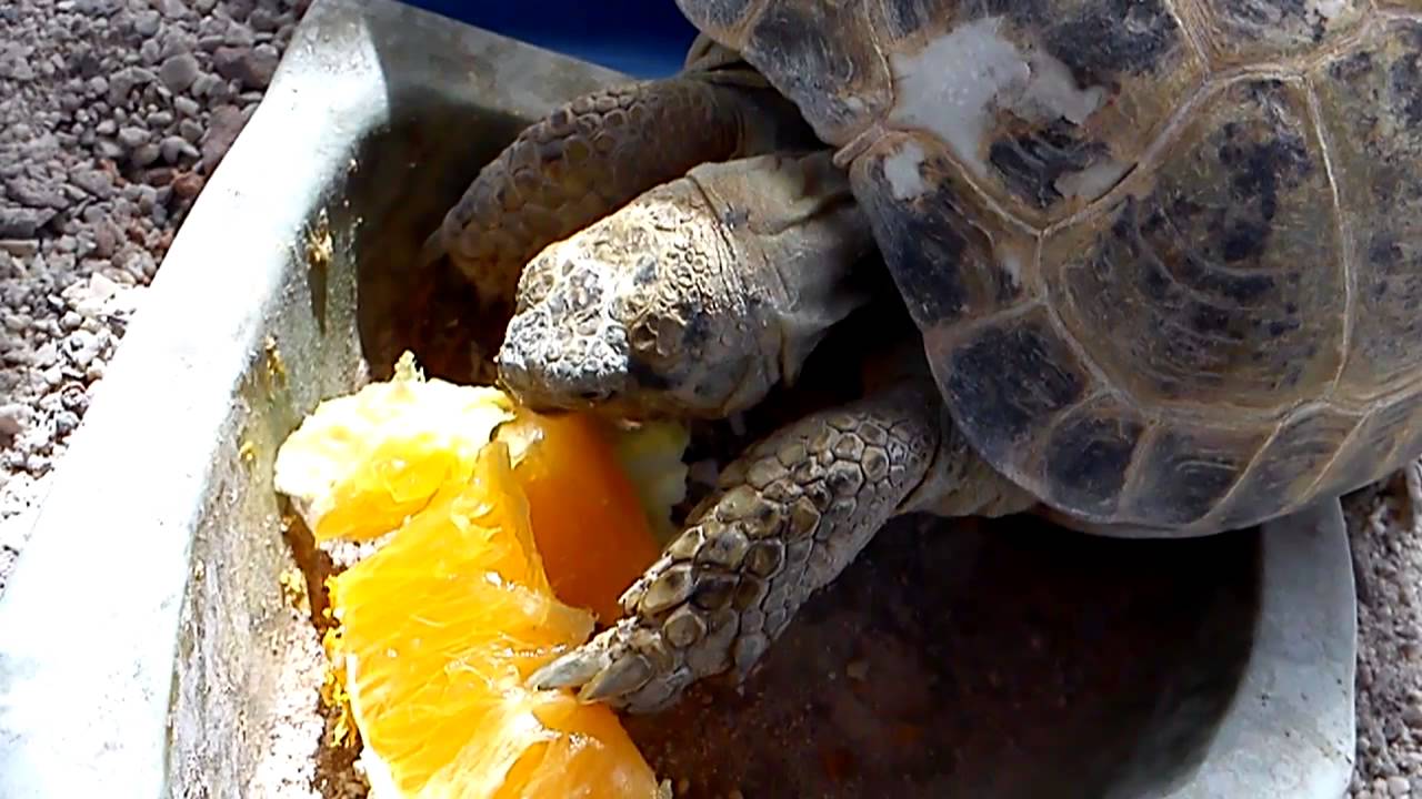can turtles eat oranges
