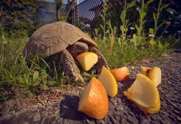 can turtles eat oranges
