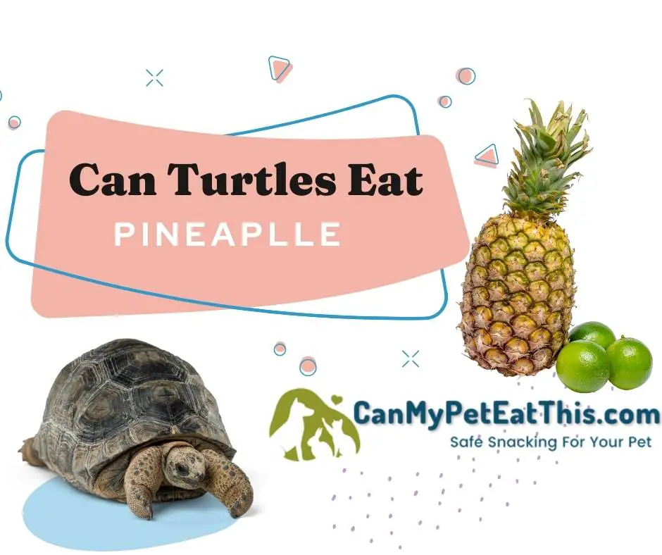 can turtles eat pineapple
