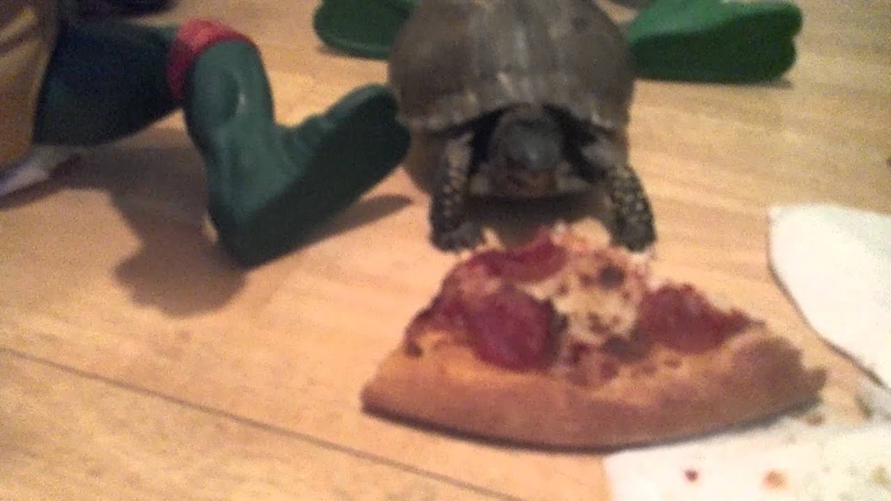 can turtles eat pizza