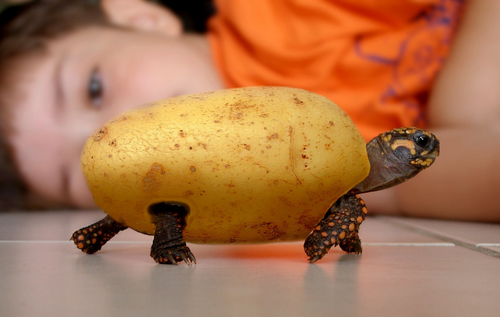 can turtles eat potatoes