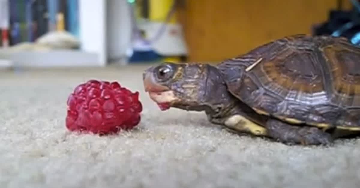 can turtles eat raspberries