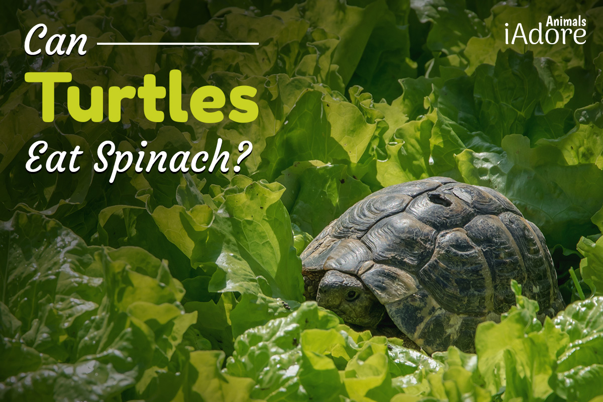 can turtles eat spinach