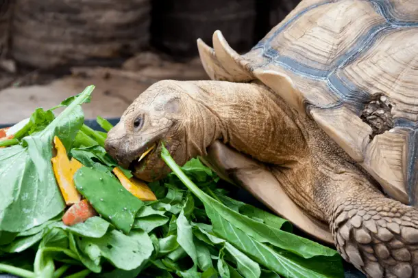 can turtles eat spinach