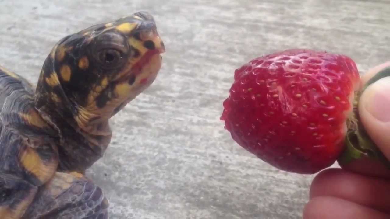 can turtles eat strawberries