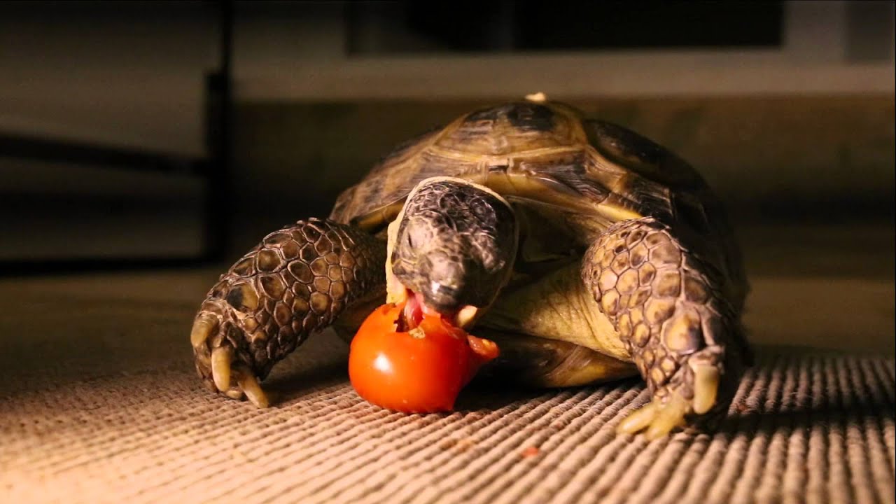 can turtles eat tomatoes